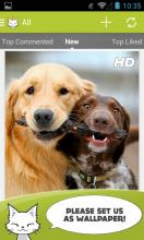 Cute Animals Photos Wallpapers APK Download for Android