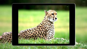 Cheetah Wallpapers HD APK צילום מסך #23