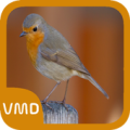 American Robin Bird Sound Apk