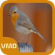 American Robin Bird Sound APK