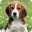 Beagle Dog HD Live Wallpaper Download on Windows