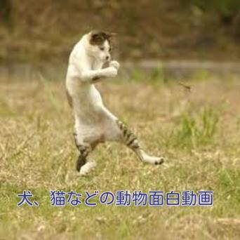 犬猫などの動物面白動画 On Windows Pc Download Free 1 0 0 Jp Ne Apps Shigerutadasan Doubutudouga