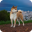 Akita Dog Pack 2 Wallpaper Download on Windows