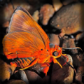 Butterflies Wallpaper Apk