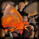 Butterflies Wallpaper APK