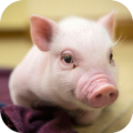 Cute Pigs Wallpapers Apk