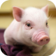 Cute Pigs Wallpapers APK