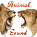 Sound Animal Apk