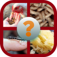 Maggot BSF Quiz 2020, Pondasi Bisnis Ternak Maggot APK تصویر هنری