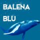 Balena Blu APK