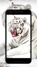 White Tiger Wallpaper HD APK Download for Android