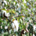 Planting of Cotton Tree Apk