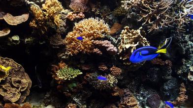 Aquarium Wallpaper HD APK Download for Android