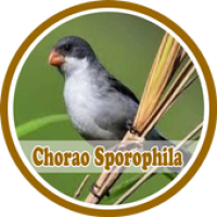 Изображения Cantos Dos Chorao Sporophila на ПК с Windows