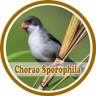 Cantos Dos Chorao Sporophila Application icon