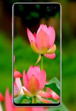 4K Flower Wallpapers - Rose HD Wallpaper - WallZ APK Download for Android