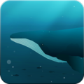 Blue Whale HD Live Wallpaper Apk