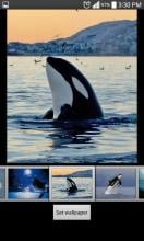 Whale Live HD Wallpaper APK Download for Android