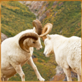 Goat Simulator 3D Free Apk