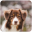 Dog Wallpapers Download on Windows