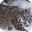 Bobcat Sounds Download on Windows