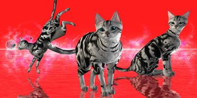 Captura de pantalla de LOVE CAT!! American Shorthair (Unreleased) APK #3