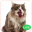 Cute Cat Licking Screen Download on Windows