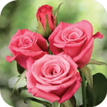 Amor a las Rosas Hermosas Apk