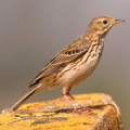 Pipit Lark - Identify birds with photo Apk