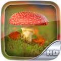 Mushrooms Wallpaper HD Apk