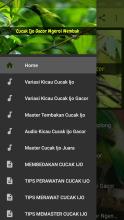 Cucak Ijo Gacor Ngerol Nembak APK Download for Android