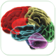 HUMAN BRAIN (PARTS-FUNCTIONS) APK