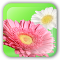 Flower Paint Live Wallpaper Apk