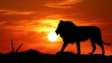 Lion King Wallpaper HD APK Download for Android