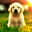 Yavru Köpek Videoları Download on Windows