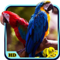 Bird Wallpaper Apk