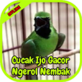 Cucak Ijo Gacor Ngerol Nembak Apk