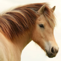 HD Wallpapers Horse Apk