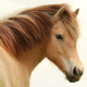 HD Wallpapers Horse APK