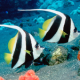 Aquarium Free APK