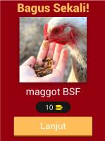 Maggot BSF Quiz 2020, Pondasi Bisnis Ternak Maggot APK 屏幕截图图片 #16