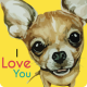 Cute Chihuahuas Wallpaper APK