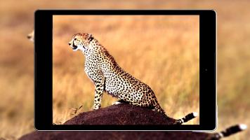 Cheetah Wallpapers HD APK צילום מסך #19