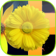 Fleur Piano 2020 APK