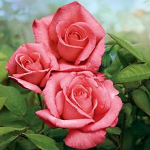 Amor a las Rosas Hermosas APK Download for Android