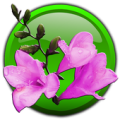 Pink Flowers Live Wallpaper Apk