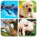 Animal Memory Game Apk