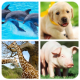 Animal Memory Game APK