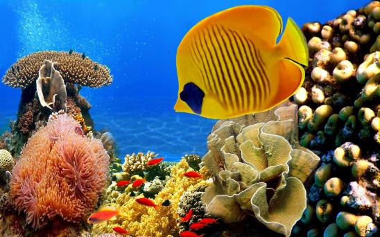 Free Aquarium Live Wallpapers on Windows PC Download Free  -  