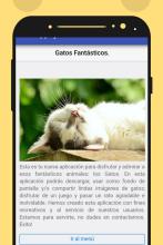 Descarga Imagenes de gatitos tiernos, gatos lindos APK Download for Android